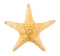 Starfish isolated on white background with clipping path Royalty Free Stock Photo