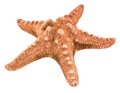 Starfish isolated on white background with clipping path Royalty Free Stock Photo