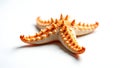 Starfish Isolated on White Royalty Free Stock Photo