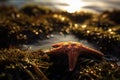 a starfish is laying on the ground in the water at sunset or sunrise or sunrise, with the sun shining on the water and the grass Royalty Free Stock Photo