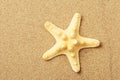 Starfish lie on seacoast Royalty Free Stock Photo