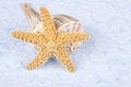 Starfish and Lightning Whelk Shells Royalty Free Stock Photo
