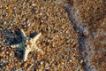 Starfish lying on small shells with space for text