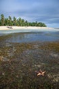 Starfish on Malapascua Island Royalty Free Stock Photo