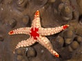 The starfish on the Maldives islands, everywhere it`s alive but here the colors are different