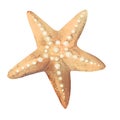 Starfish, marine life, underwater life, marine life, watercolor illustration.