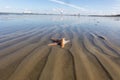 Starfish in the mud: close-up at low tide, Wadden Sea Royalty Free Stock Photo