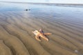 Starfish in the mud: close-up at low tide, Wadden Sea Royalty Free Stock Photo