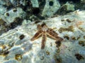 Coscinasterias tenuispina - Blue spiny starfish Royalty Free Stock Photo