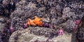Starfish, Mussels, Anemone and Mollusks on the rocks Royalty Free Stock Photo