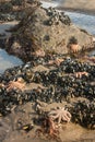 Starfish with mussels in rockpool Royalty Free Stock Photo