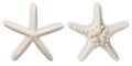 Starfish. Ocean animals mollusk. White Sea Dried Knobby Star fish on white isolated background.