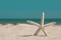 Starfish on the ocean beach. Spring or summer vacations. Beautiful turquoise ocean water. Quartz sand. Sea coast. Florida paradise Royalty Free Stock Photo