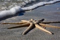 Starfish with ocean beached on Sanibel Island