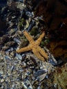 Starfish in the ocean, clear water Royalty Free Stock Photo