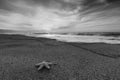 Starfish Ocean Nature Abstract Black And White High Resolution Image