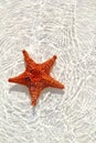 Starfish orange in wavy shallow water Royalty Free Stock Photo