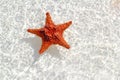 Starfish orange in wavy shallow water Royalty Free Stock Photo
