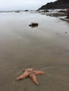 Starfish at Oregon Coast