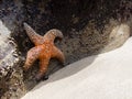 Starfish out of water trying to escape the sun light Otter Rock Oregon