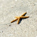 Starfish over wet sand Royalty Free Stock Photo
