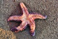 Starfish in pacific ocean shore, Ladysmith, BC Royalty Free Stock Photo
