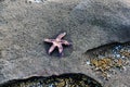 Starfish in pacific ocean shore, Ladysmith, BC Royalty Free Stock Photo