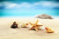 Starfish with parasol and shells on the beach Royalty Free Stock Photo