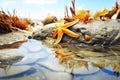 starfish partially buried under tide pool sand Royalty Free Stock Photo