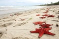 Starfish Patterns on Sandy Beach - Starfish Patterns with Red Starfish on Sandy Beach for Background Royalty Free Stock Photo