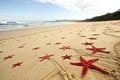 Starfish Patterns on Sandy Beach - Starfish Patterns with Red Starfish on Sandy Beach for Background Royalty Free Stock Photo