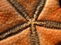 Starfish in Philippines