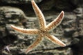 Starfish Royalty Free Stock Photo