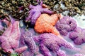 Backdrop picture if Colorful starfish during low tide. Royalty Free Stock Photo