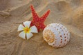 Starfish plumeria flower and shell