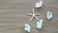 Starfish with plumeria flowers on sand. Royalty Free Stock Photo