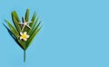 Starfish with plumeria or frangipani flower on tropical palm leaves on blue background. Enjoy summer holiday concept Royalty Free Stock Photo