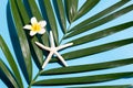 Starfish with plumeria or frangipani flower on tropical palm leaves on blue background. Enjoy summer holiday concept Royalty Free Stock Photo