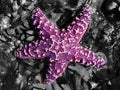 Starfish Royalty Free Stock Photo