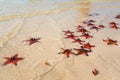 Starfish on Rach Vem beach Phu Quoc