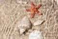 Starfish, rapani and seashell under rippled water. Summer background. Summer time