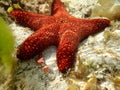 Starfish lying on the seaside