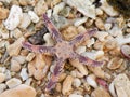 Starfish on Red sea cost