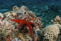 Starfish , red sea , eilat