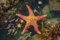 A starfish rests in the water amidst a dense cluster of seaweed, A lively starfish interacting with small fishes in a tidal pool, Royalty Free Stock Photo