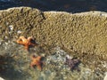 Starfish On Rock