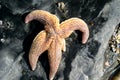 Starfish on the rocks Royalty Free Stock Photo