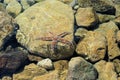 Starfish on rocks in seawater Royalty Free Stock Photo