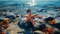 starfish on a rocky sand beach Royalty Free Stock Photo
