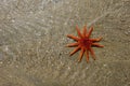 Starfish on sand Royalty Free Stock Photo